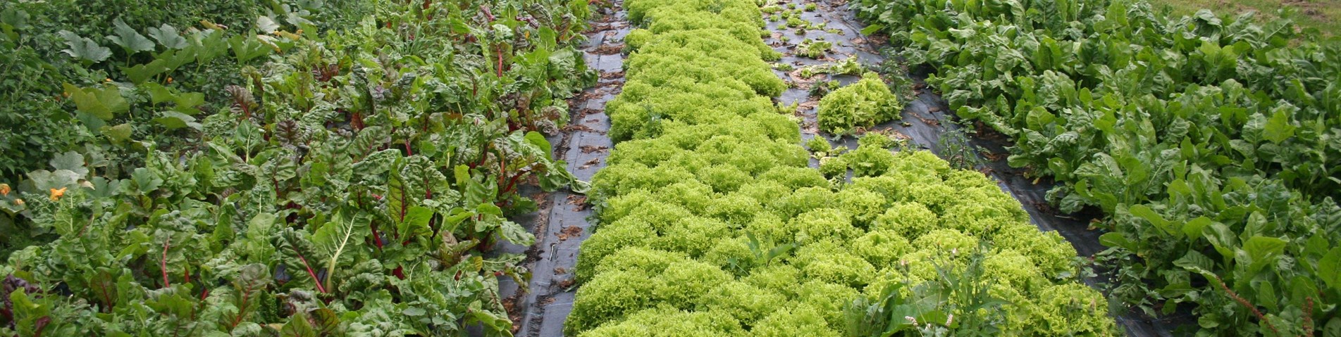 Hankham organics lettuce growing with weed suppressent mulch.JPG