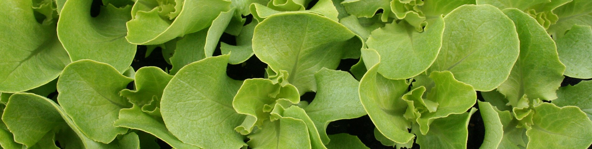 lettuce.jpg