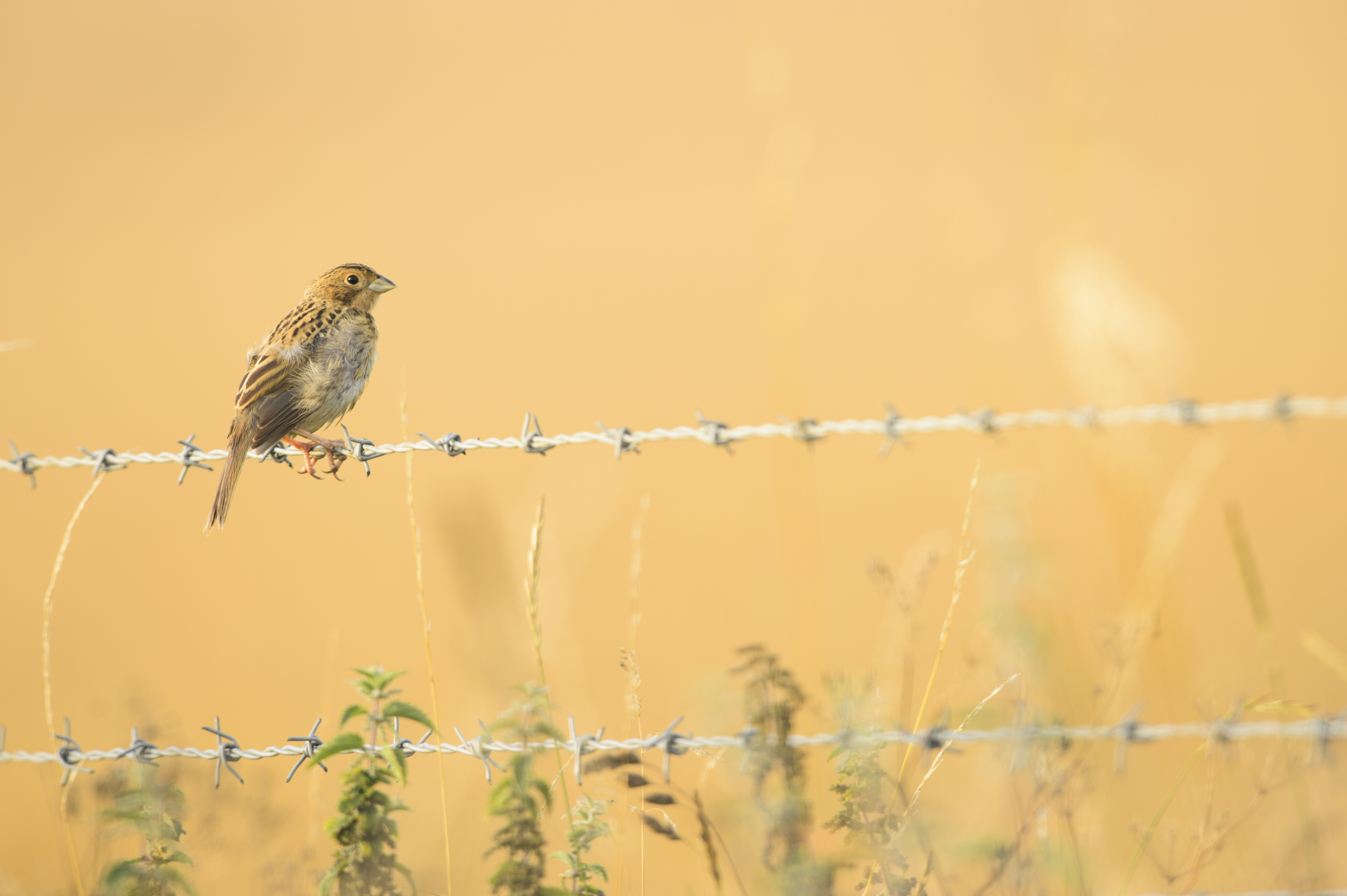 Sparrow sitting on a barbed wire fence. 