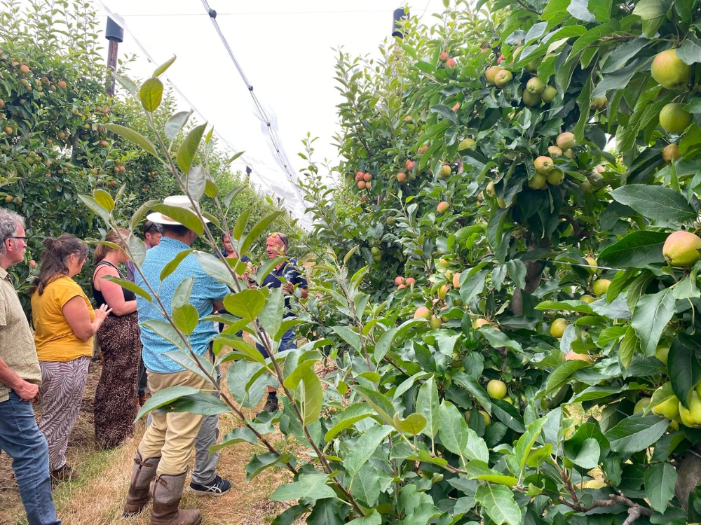 AaS-Boxford-Aug26-apples-group1.jpg