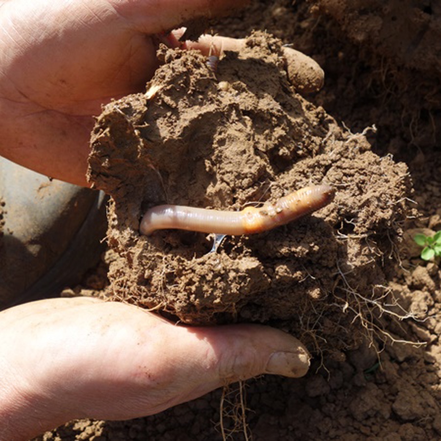 worms-and-soil