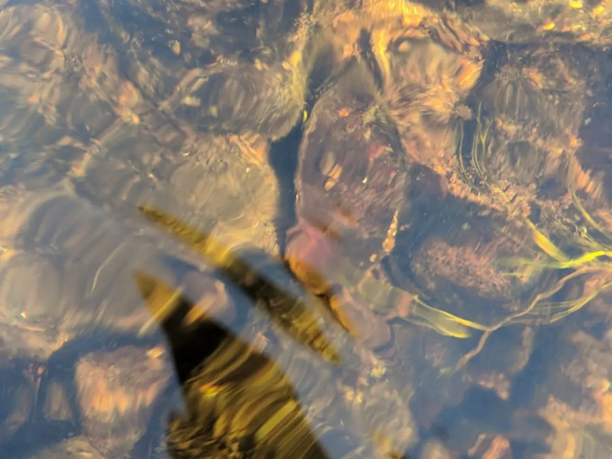 Rocks on riverbed seen through dark-coloured, peaty water.