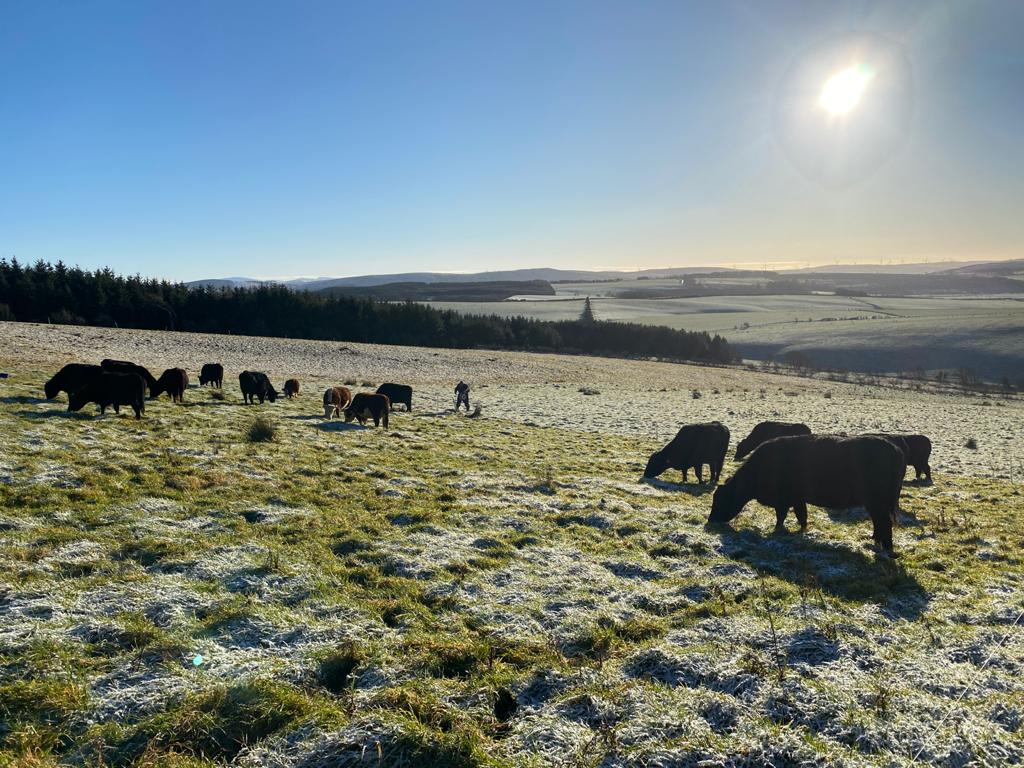 outwintering1