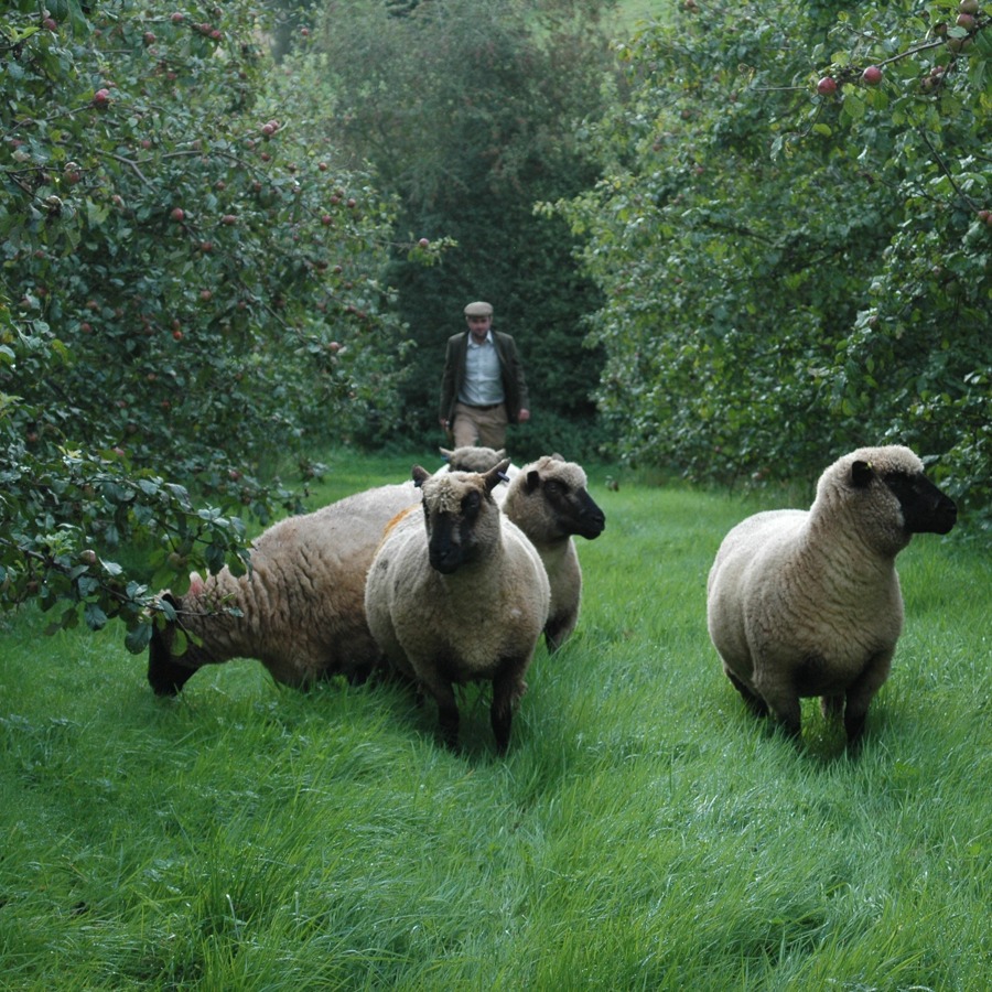 Five sheep walking through lush green grass between rows of dense apple trees, followed by man in flat cap. 