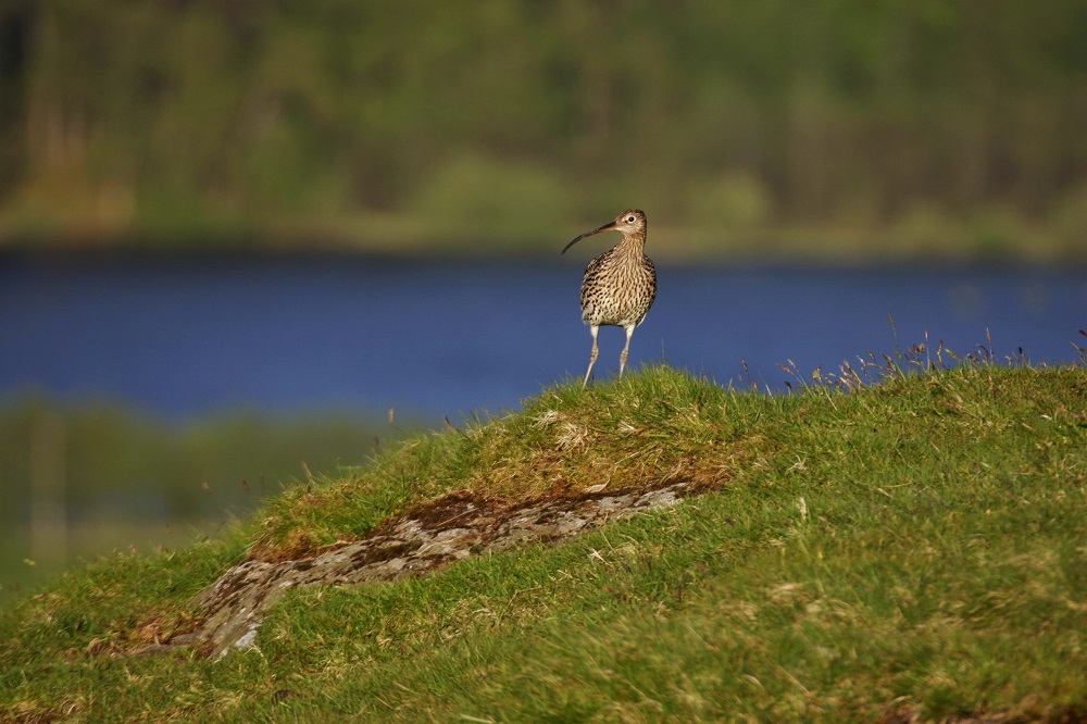Lone curlew stands on grassy bank beside water. 
