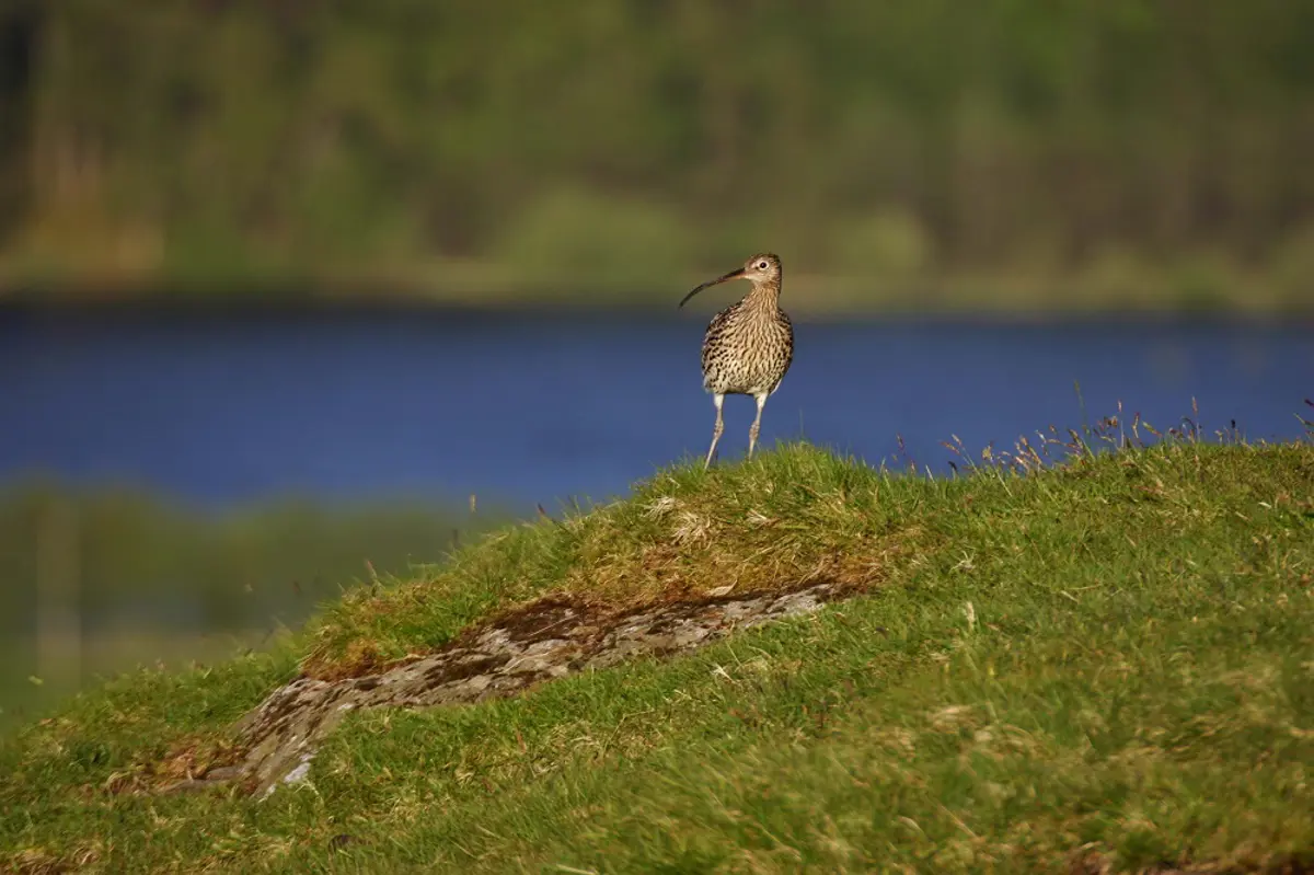 Lone curlew stands on grassy bank beside water. 