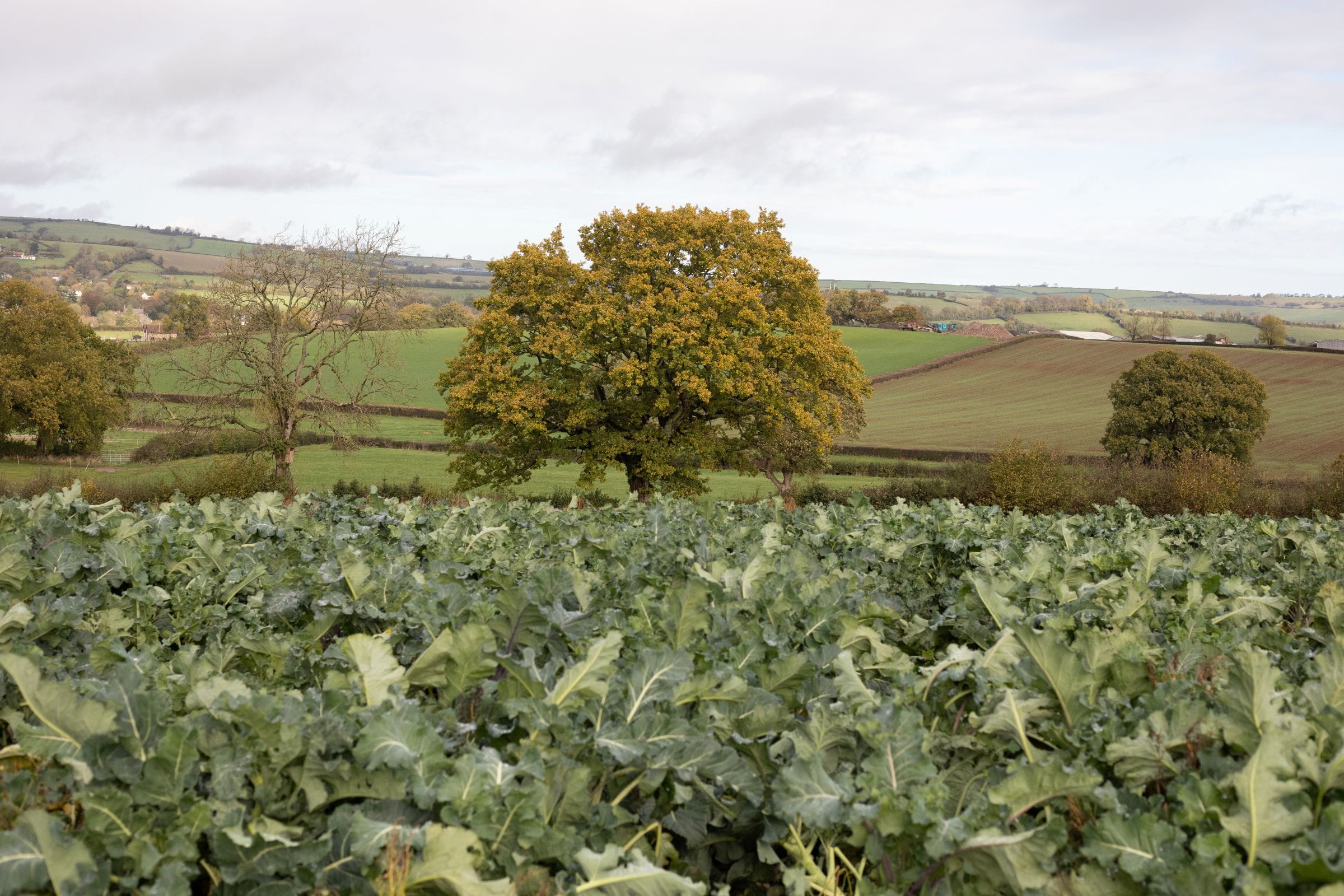 A tree growing in a dark green brassica field. 
