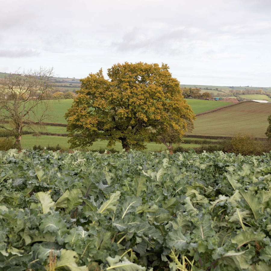 Soil Association organic standards