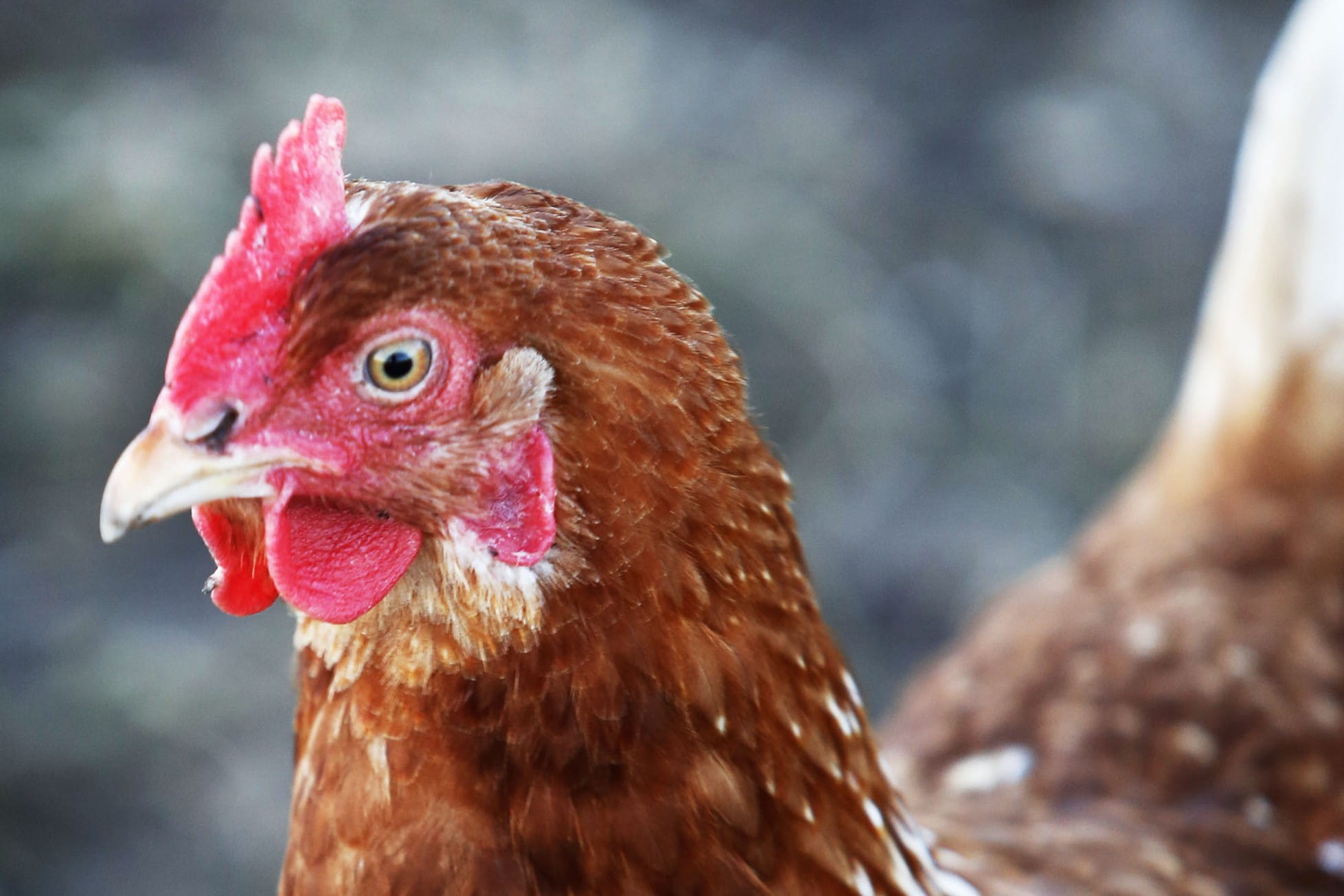 A hen