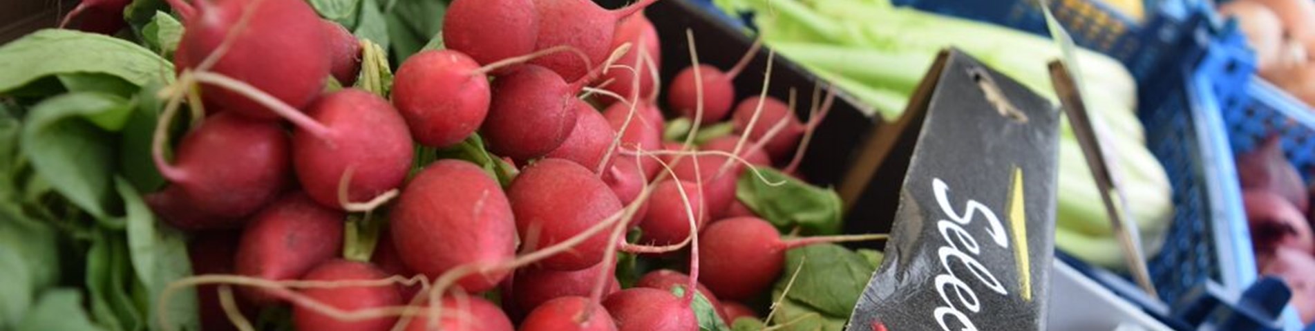 radish.jpg