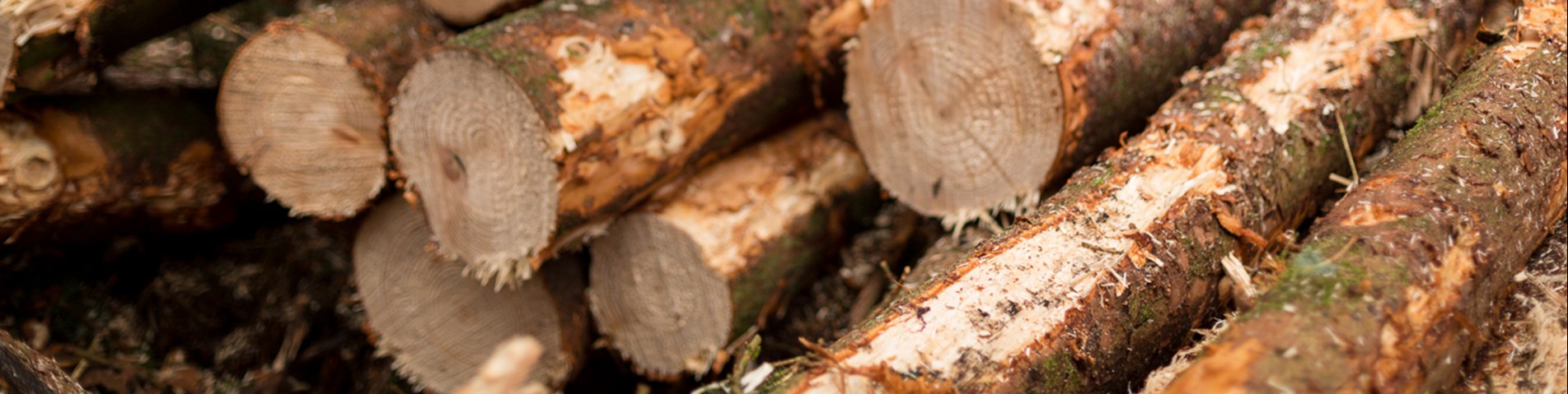 SA_ForestryAudit2015.09-100.jpg