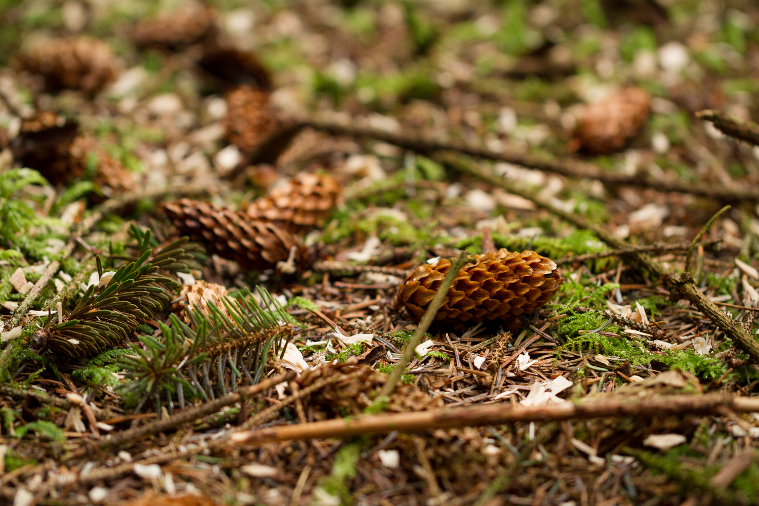 Tilhill Forestry (FM)