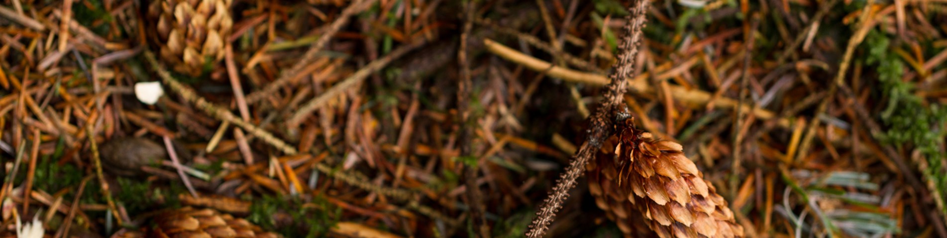 SA_ForestryAudit2015.09-121.jpg