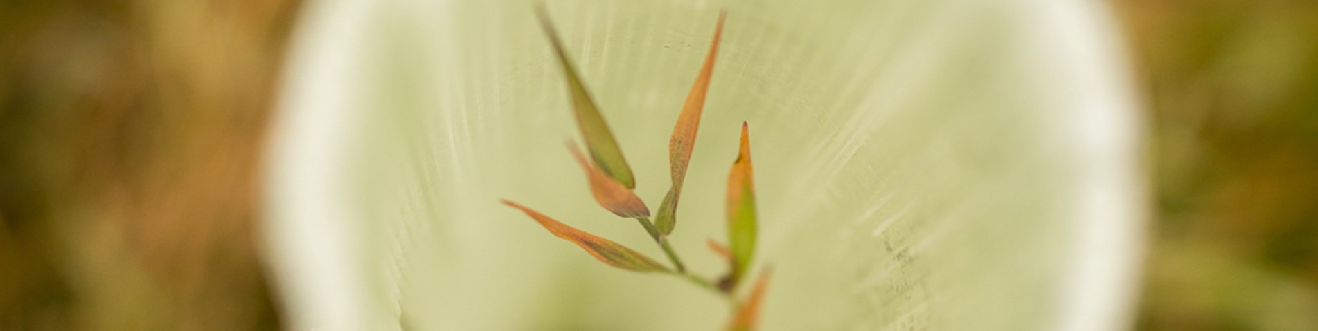SA_ForestryAudit2015.09-13.jpg