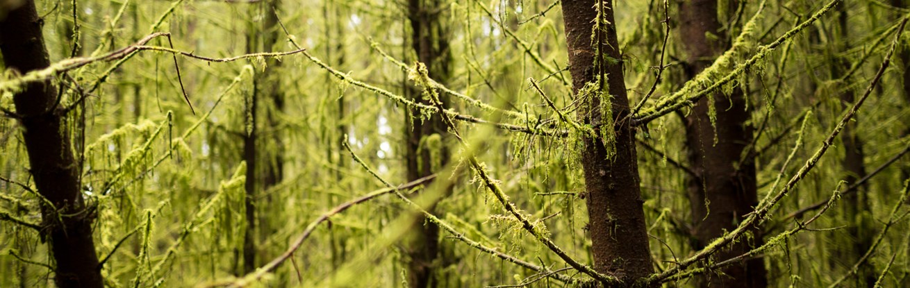 SA_ForestryAudit2015.09-130.jpg