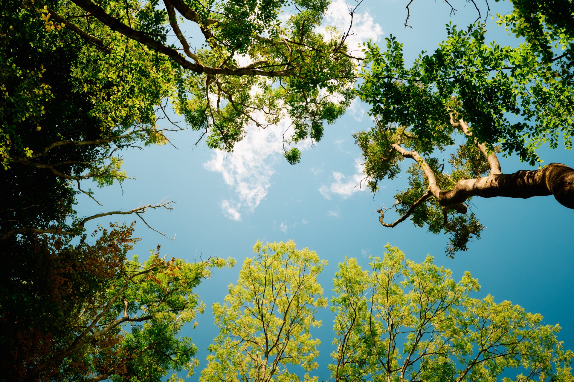 A view looking up at a tree canopy with sky in the background