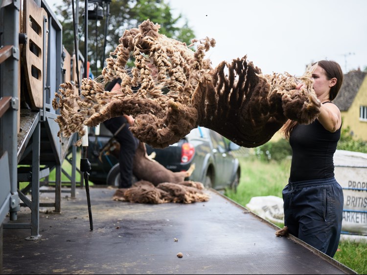 A woman flattens a recently shorn fleece by throwing it out in front of her. 