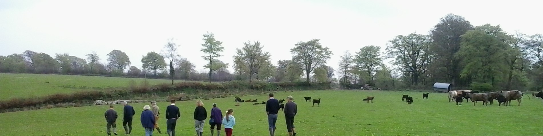 April 2014 cattle & Trustees top field.jpg