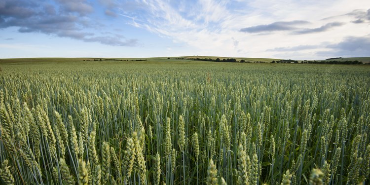 wheat in a field