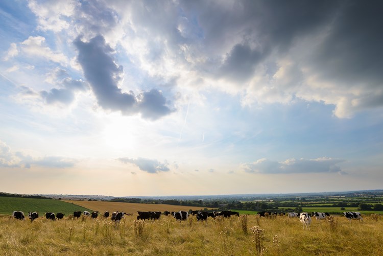 cows in a field with a sunny backdrop