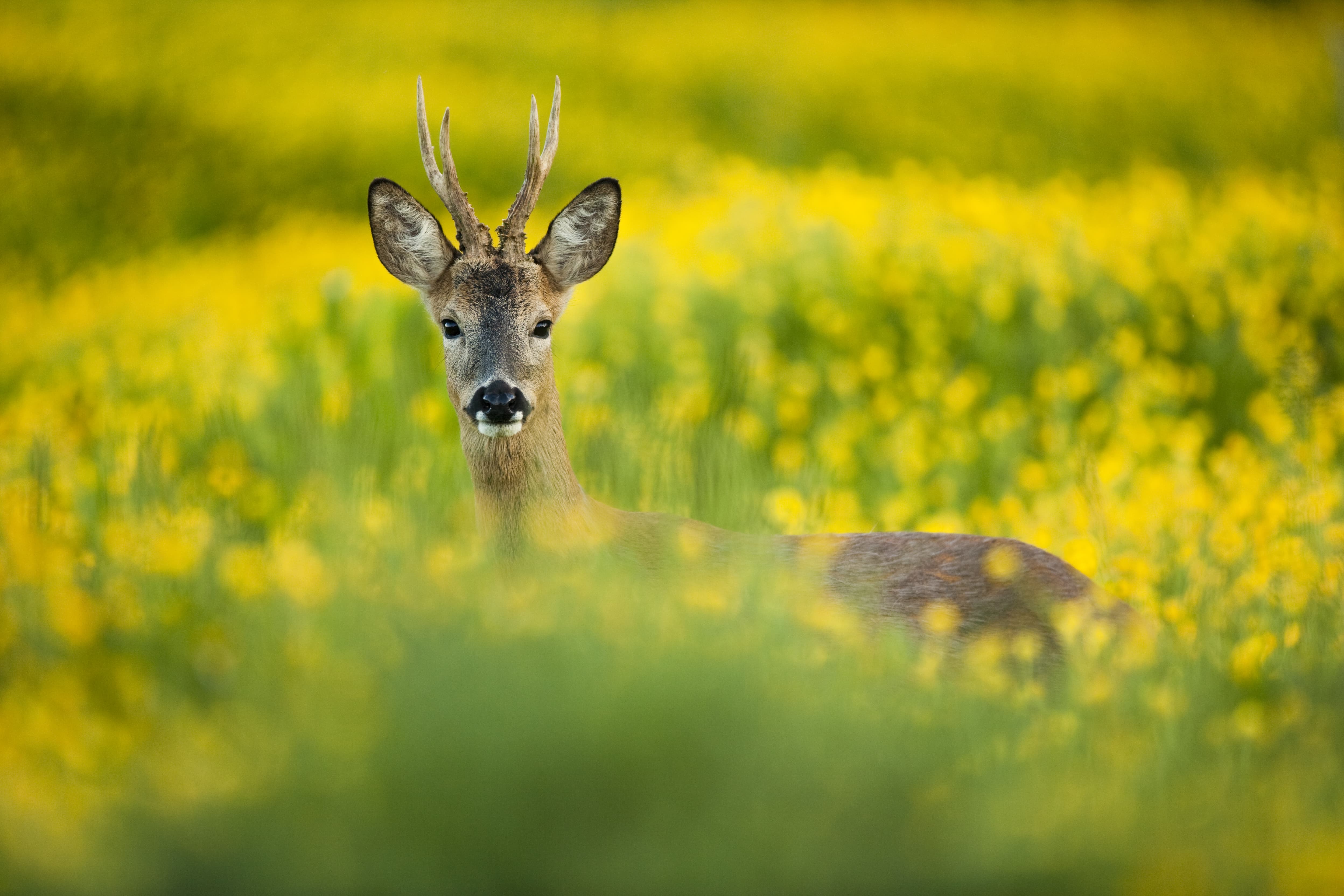 deer in field