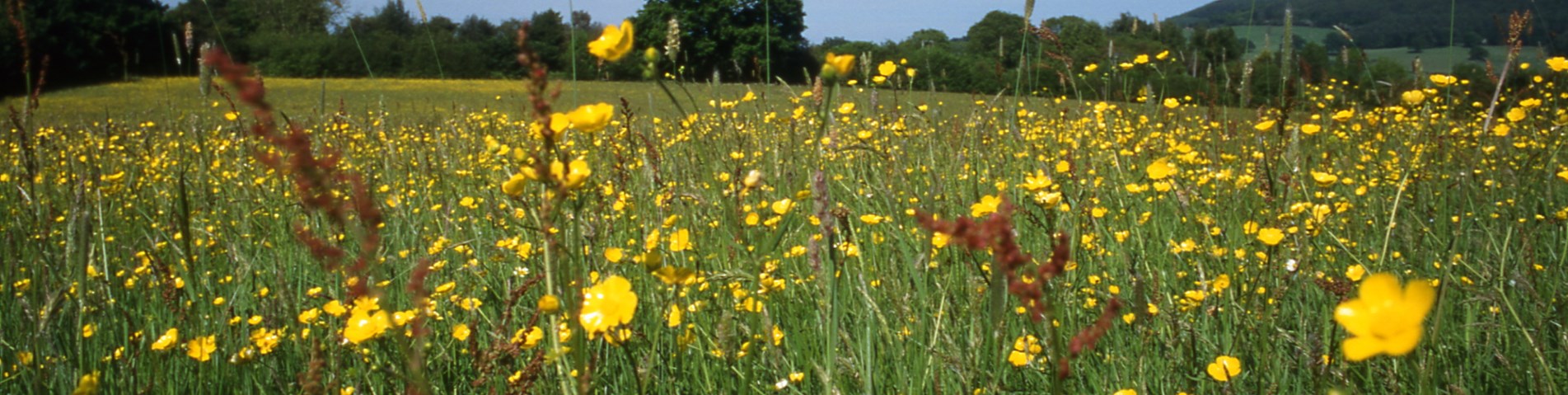 davies meadow.jpg