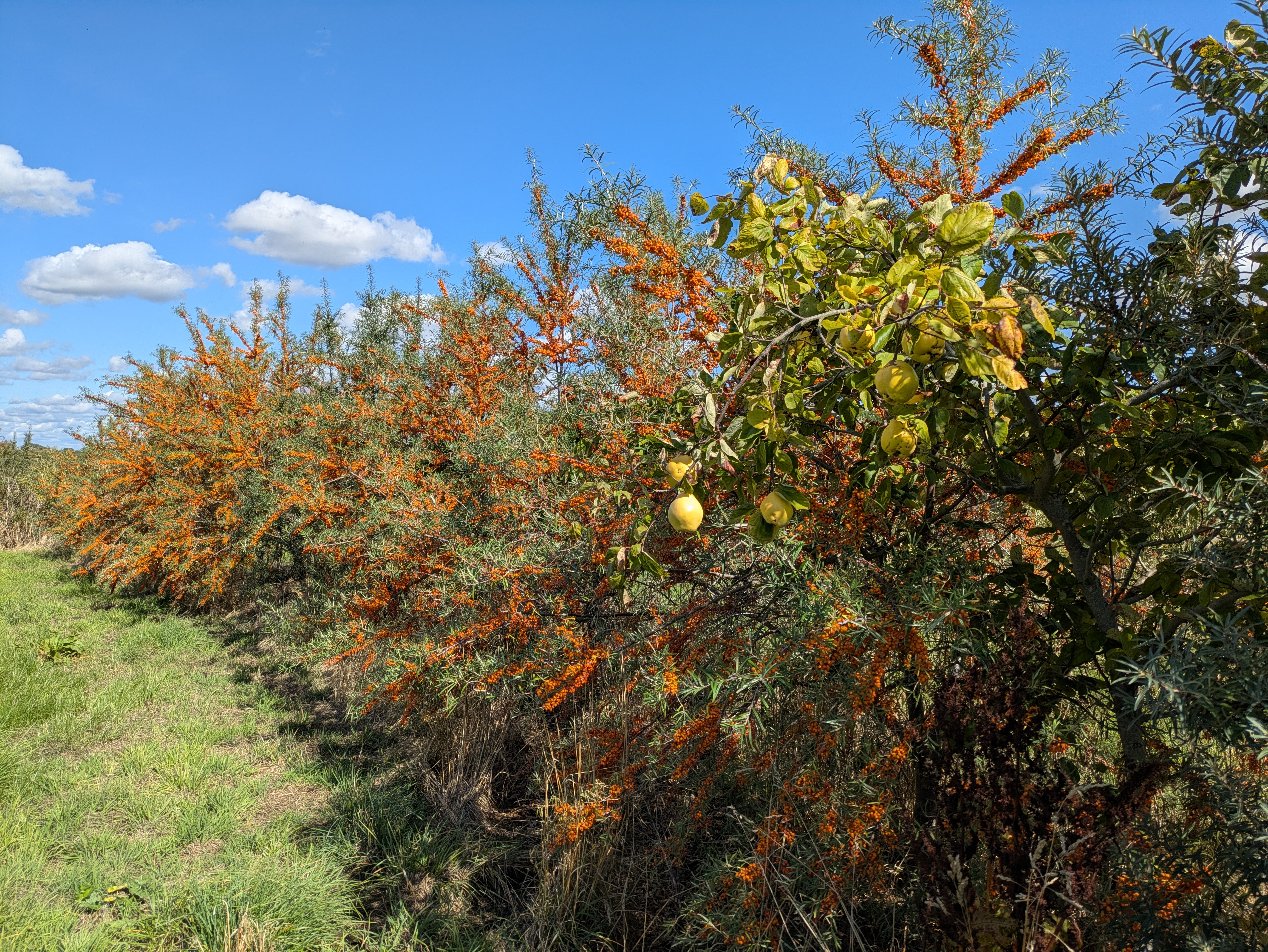 Sea Buckthorn
