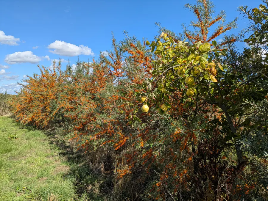 Sea Buckthorn