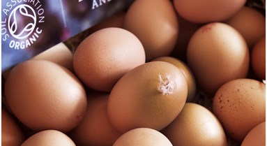 Organic vs Free-Range Eggs - What's the Difference?