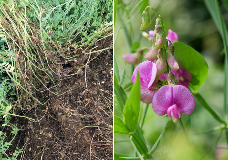 split-screen-soil-and-flowering-plant