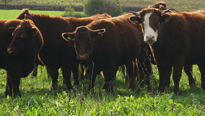 red-devon-cattle