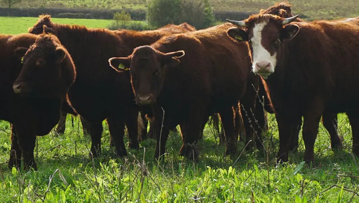 red-devon-cattle