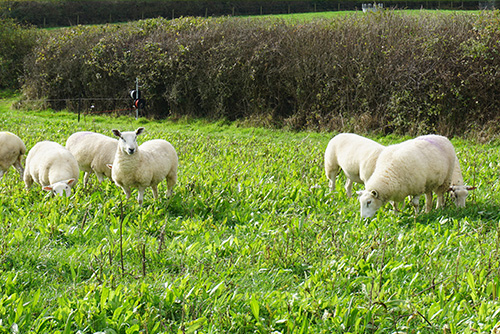web-herbal-leys-sheep-oak