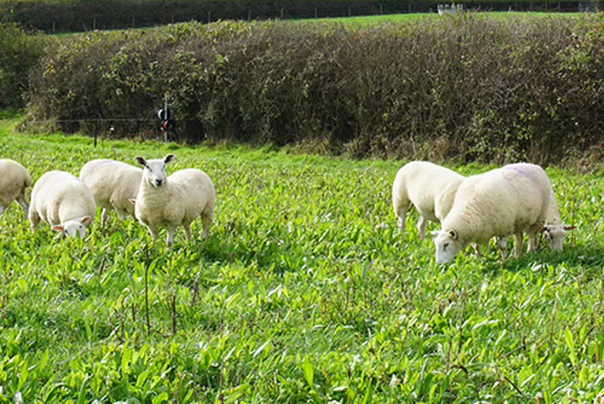 web-herbal-leys-sheep-oak