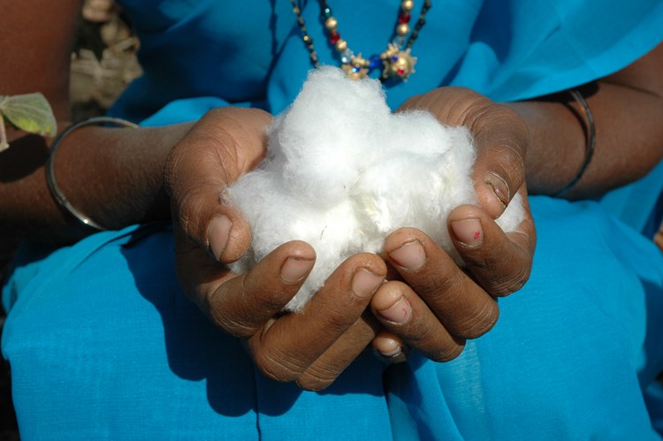 cotton in a hand