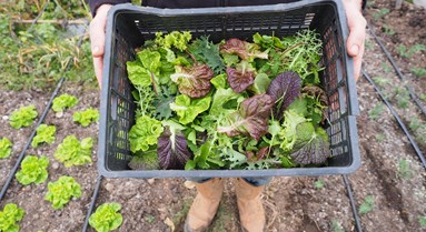 New varieties (and pests!) at Huntstile