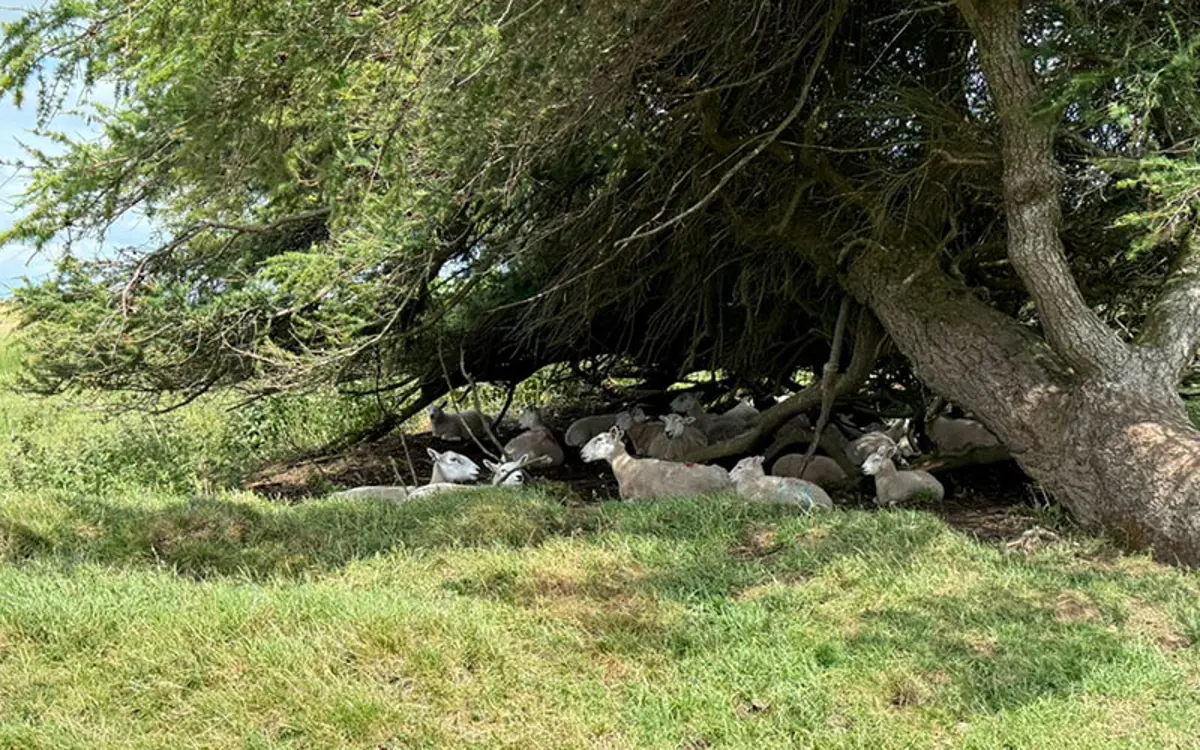 Sheep Under Tree In Shade