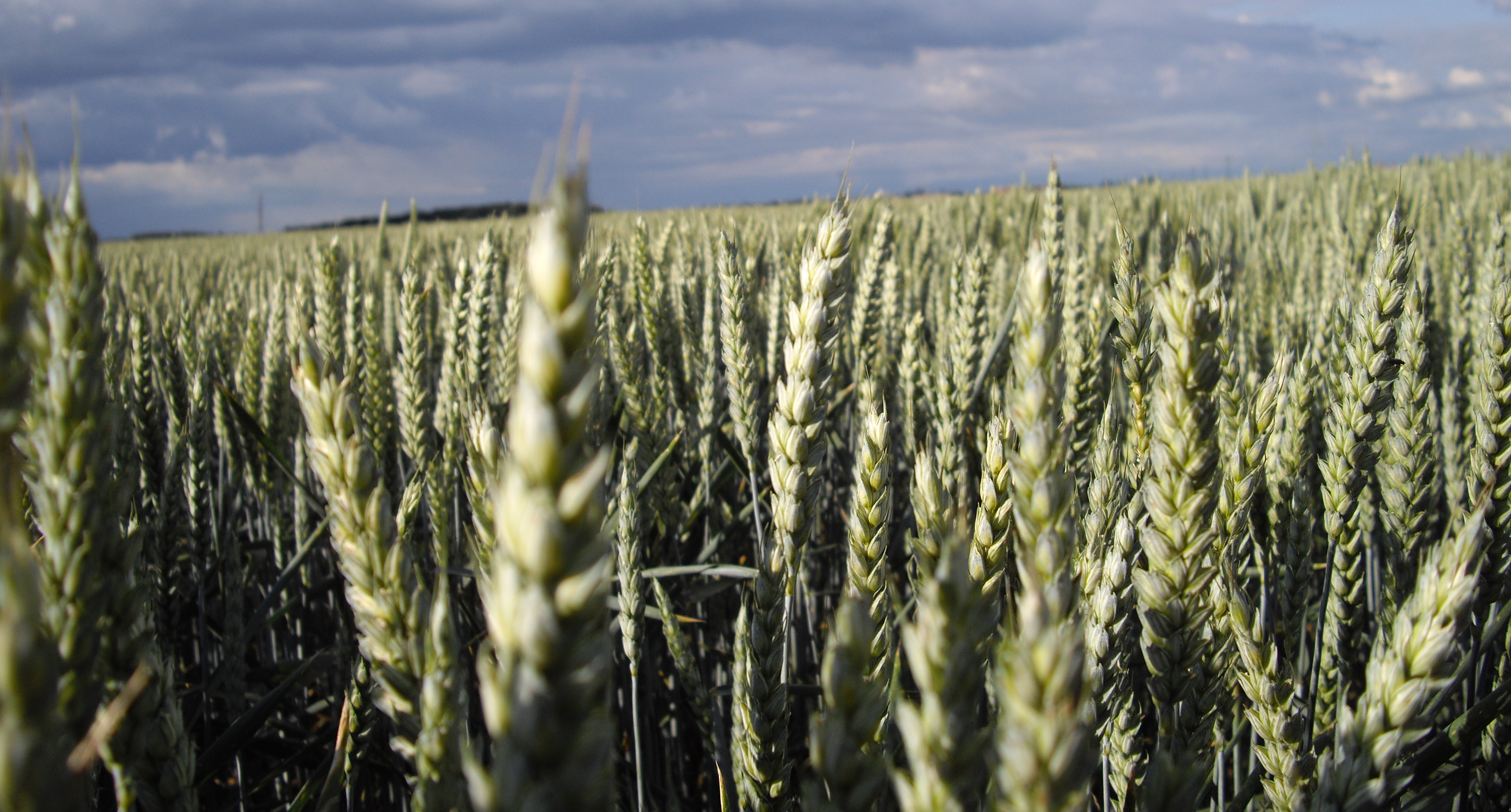 DEFRA launch gene editing consultation