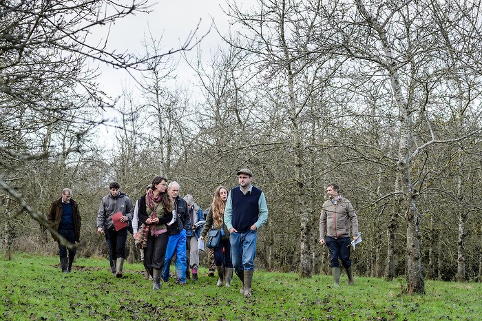 agroforestry and sheep