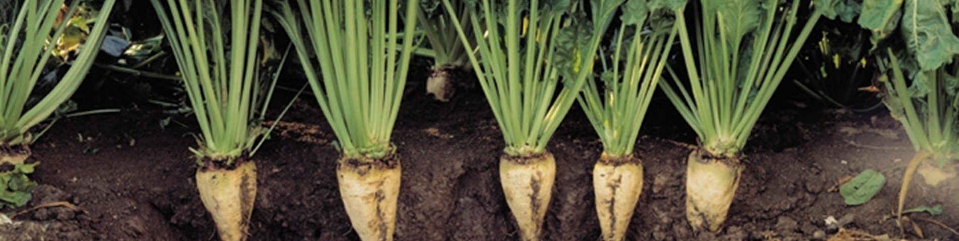 IMAGE 2 - SA_unknown_110608_sugarbeet_01.JPG