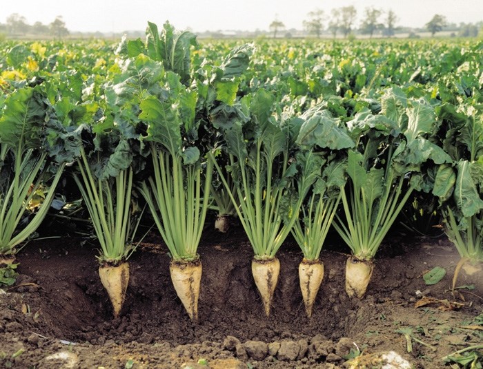 SugarBeet in ground
