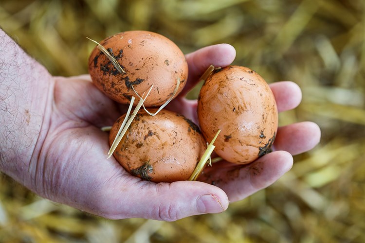 freshly laid eggs