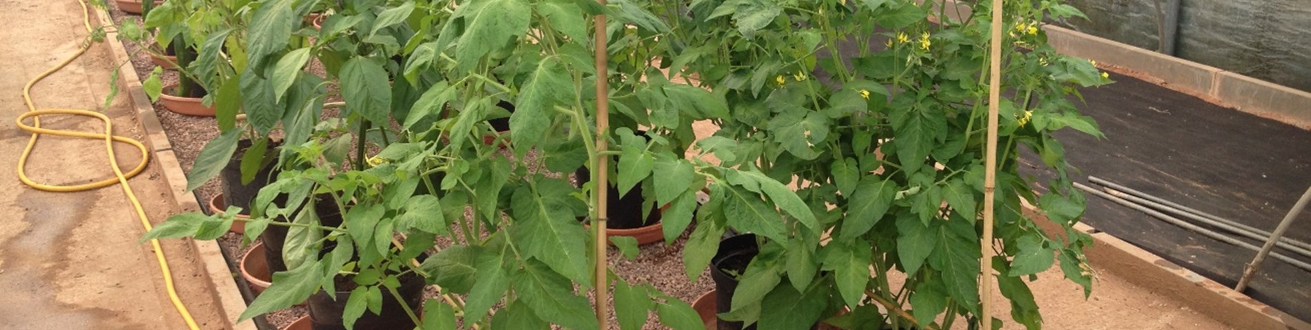 CS_baileys_polytunnel.jpg