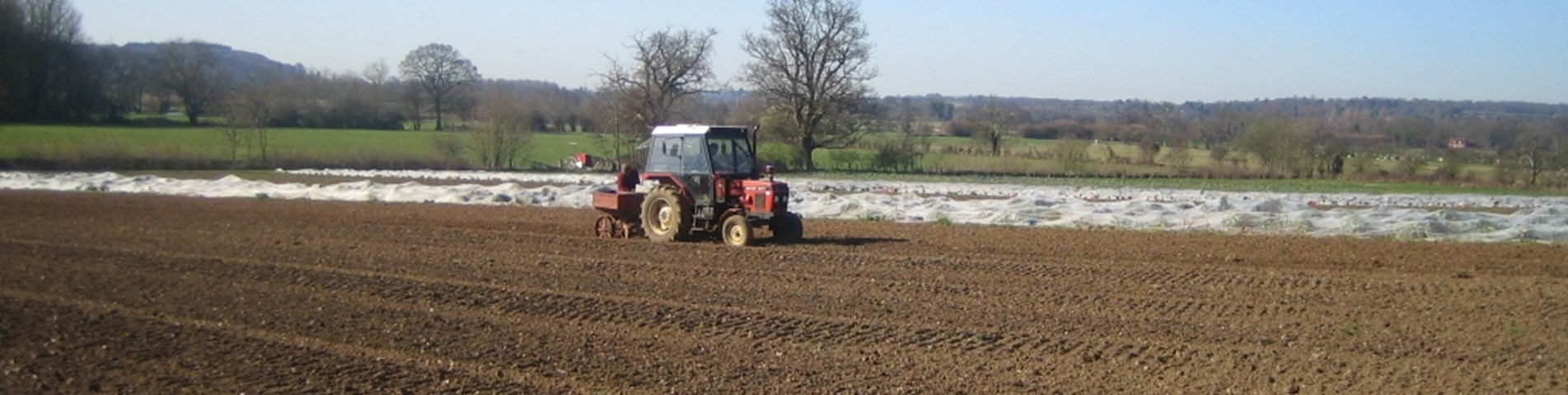 Potato planting 1.jpg