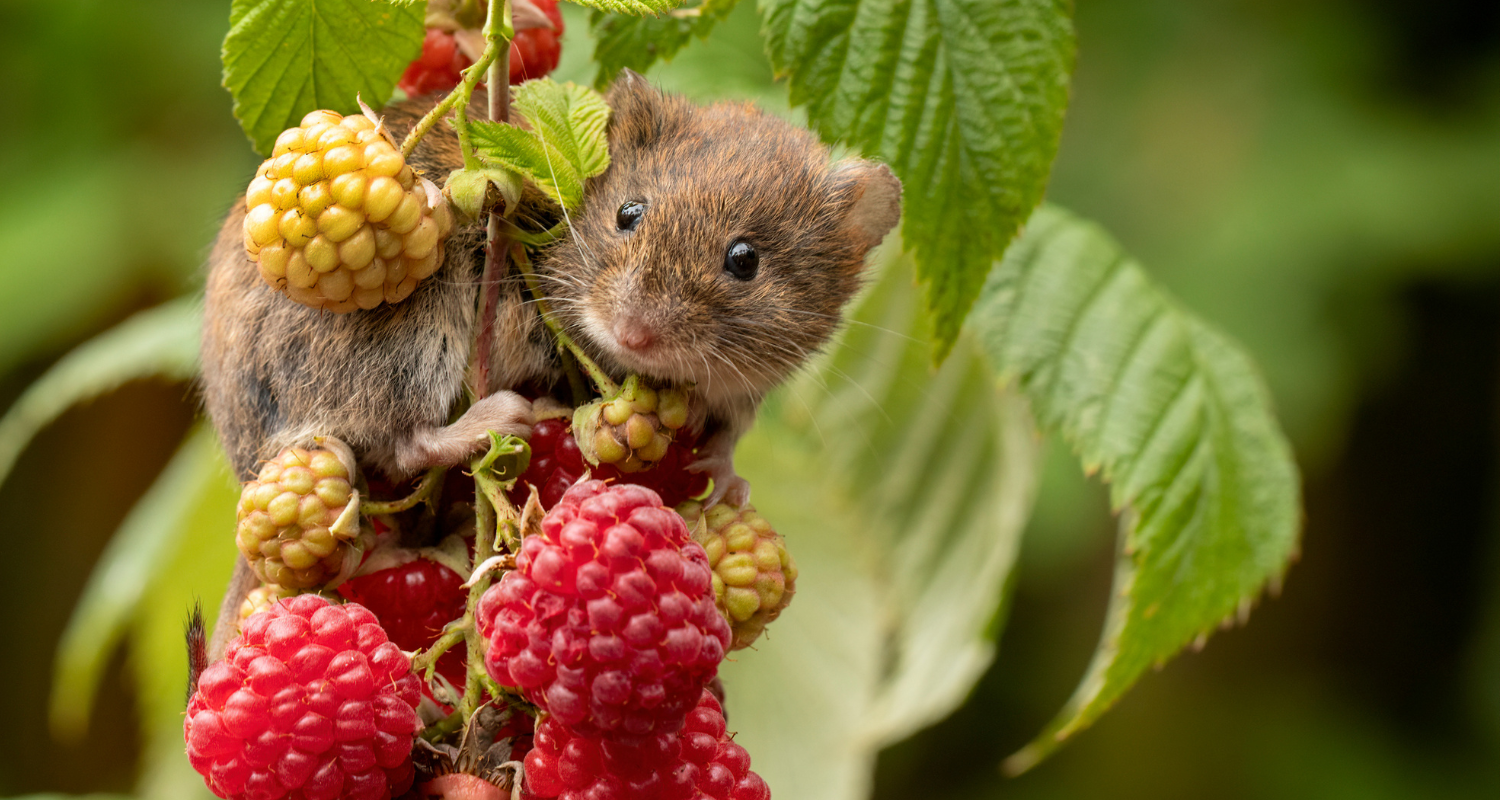 Mouse_on_raspberries_non_organic.png