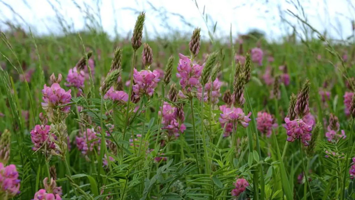 sanfoin-plants