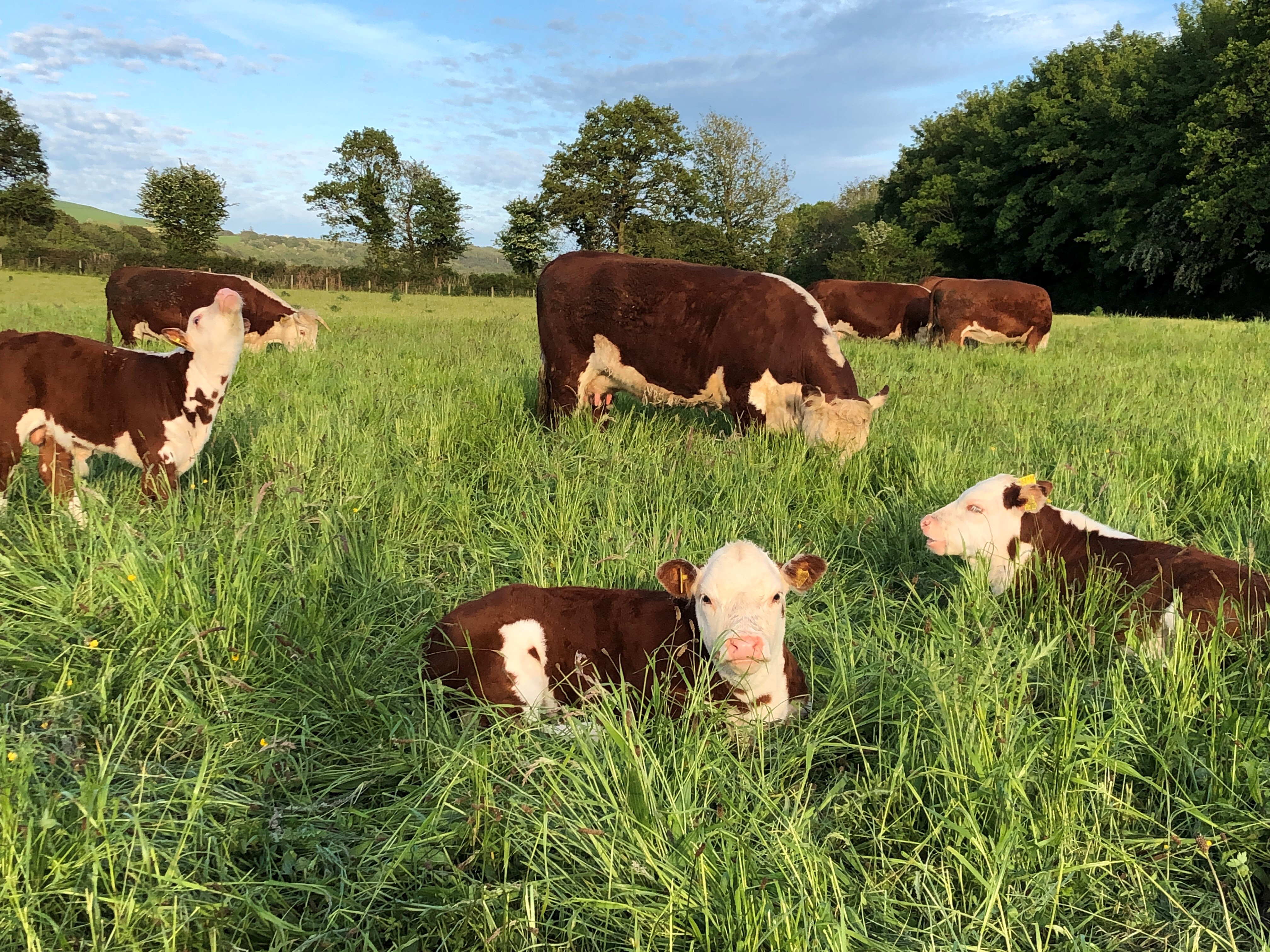 Brown and white cows and calves in a grassy field. 