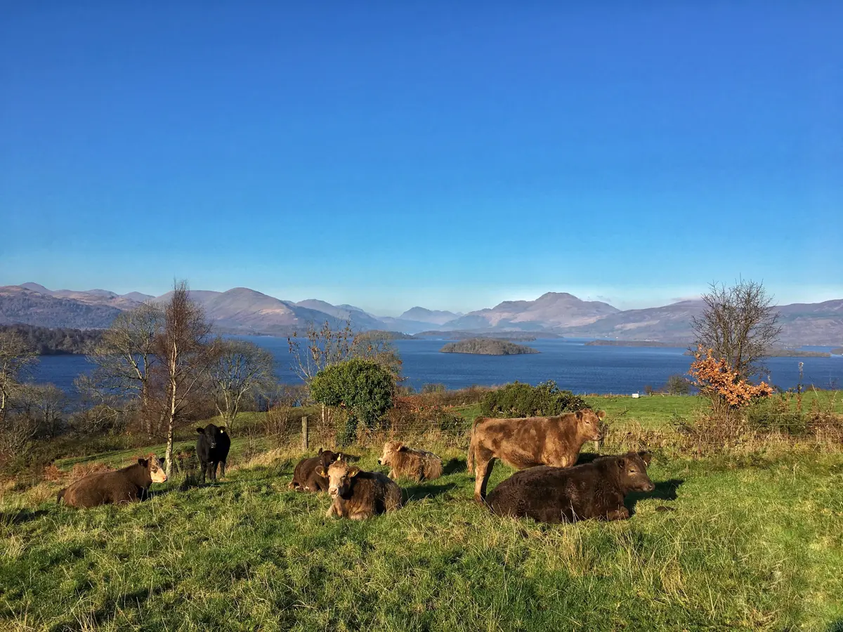 cattle-portnellan_scotland