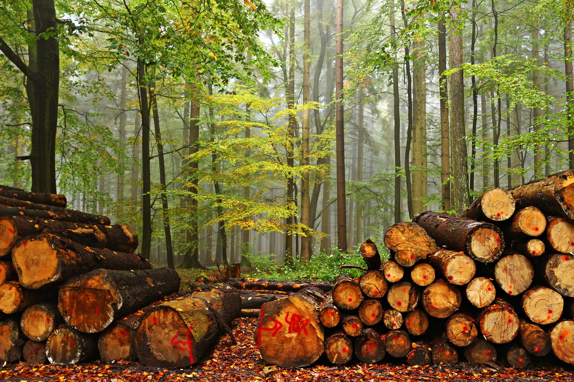 How you can help protect forests