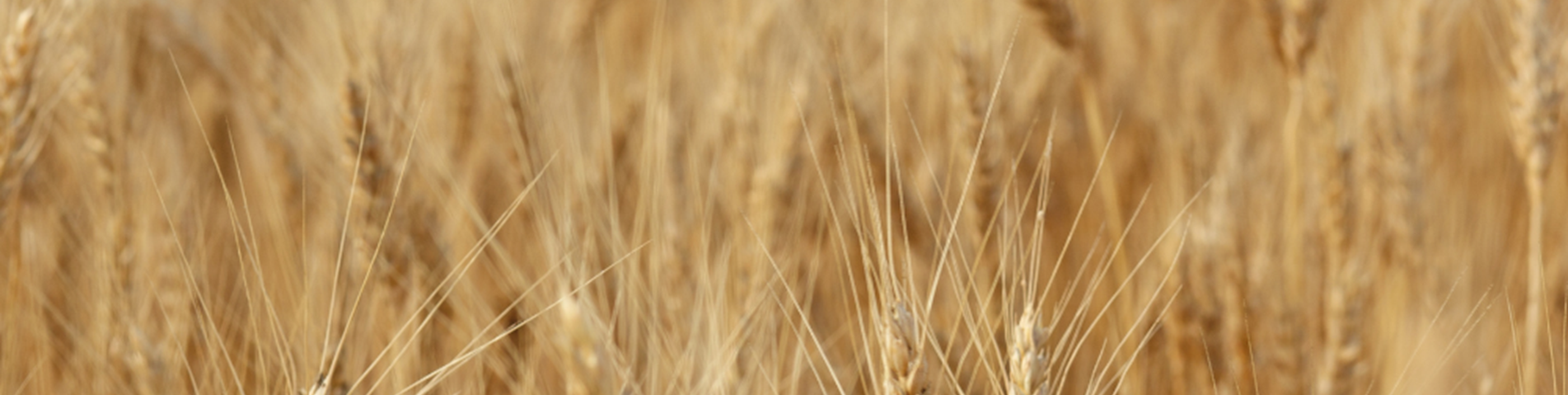 Pale yellow wheat growing in a field.